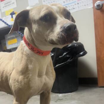 Pit Bull Terrier Dogs Available for Adoption - Rosita | PetCurious