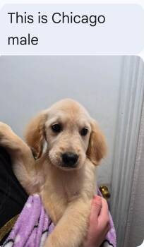 Chicago -  Golden Retriever Dog for Adoption in Houston, Texas - Chicago | PetCurious