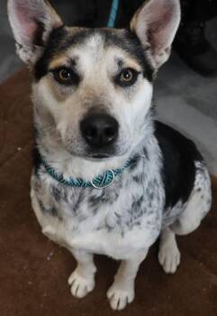 Cattle Dog Dogs Available for Adoption - Oreo | PetCurious