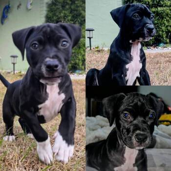 Terrier Dogs Available for Adoption - Machi | PetCurious