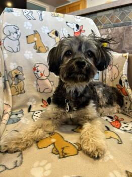 Shih Tzu Dogs Available for Adoption - Dahlia | PetCurious