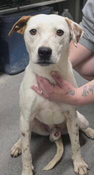 Mixed Breed Dogs Available for Adoption in Hillsdale, Indiana - Ben | PetCurious