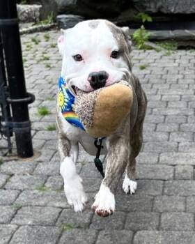 Dunkin -  Pit Bull Terrier and Mixed Breed Dog for Adoption in Morristown, New Jersey - Dunkin | PetCurious