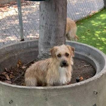 Frodo -  Mixed Breed Dog for Adoption in Sonoma, California - Frodo | PetCurious