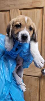 Mixed Breed Dogs Available for Adoption in Chillicothe, Ohio - Solitaire | PetCurious