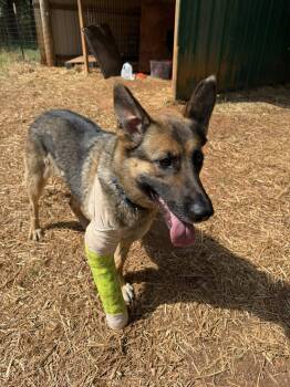 German Shepherd Dog Dogs Available for Adoption in Salisbury, North Carolina - Lala | PetCurious