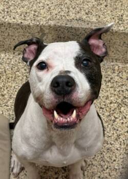 Rescue Pit Bull Terrier and Mixed Breed Dogs for Adoption in Aiken, South Carolina - Jack 59835 | PetCurious