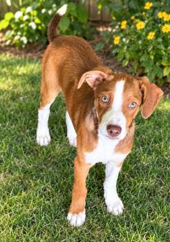Scout -  Collie and Labrador Retriever Dog for Adoption in Raymond, Mississippi - Scout | PetCurious
