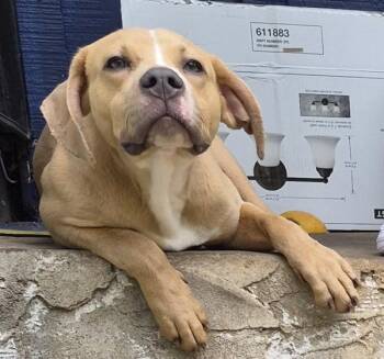 Pit Bull Terrier Dogs Available for Adoption in Lawrenceville, Georgia - Pen 201 | PetCurious