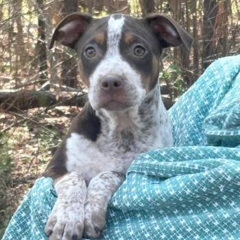 Pit Bull Terrier Dogs Available for Adoption in Patchogue, New York - Ballina | PetCurious