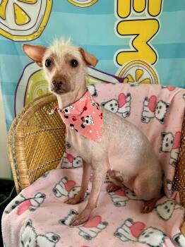 Xoloitzcuintli Mexican Hairless Dogs Available for Adoption - Flaka | PetCurious