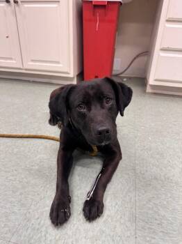 Oden In foster -  Mixed Breed Dog for Adoption in Danielsville, Georgia - Oden In Foster | PetCurious