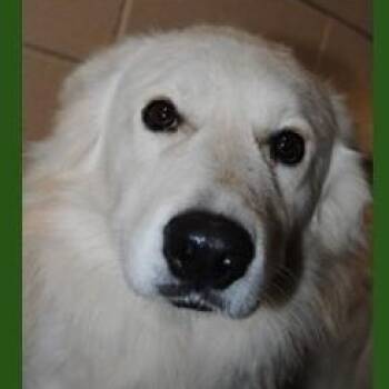 Rescue Great Pyrenees Dogs for Adoption in Calverton, New York - Mickey | PetCurious