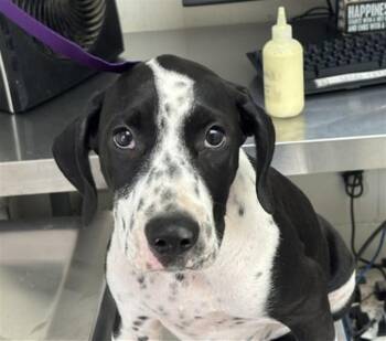 SHERLOCK BONES -  Bluetick Coonhound Dog for Adoption in San Bernardino, California - SHERLOCK BONES | PetCurious