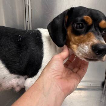 Heidi -  Beagle and Dachshund Dog for Adoption in Normal, Illinois - Heidi | PetCurious