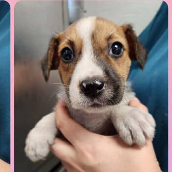 Wirehaired Terrier and Rat Terrier Dogs Available for Adoption in Tylertown, Mississippi - Savanah  | PetCurious