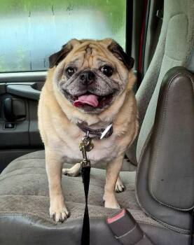 Neville -  Pug Dog for Adoption in Pelham, Massachusetts - Neville | PetCurious