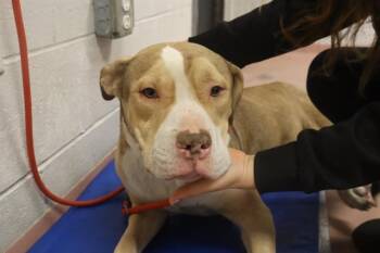 Rescue Mixed Breed Dogs for Adoption in Columbia, South Carolina - BUB | PetCurious