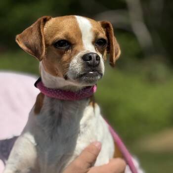 Jack Russell Terrier and Chihuahua Dogs Available for Adoption in Meherrin, Virginia - Frogger | PetCurious
