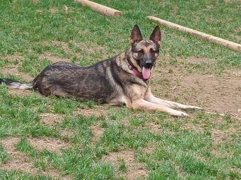 Rescue German Shepherd Dog Dogs for Adoption in Edgemoor, Delaware - OLIVIA - LIV | PetCurious
