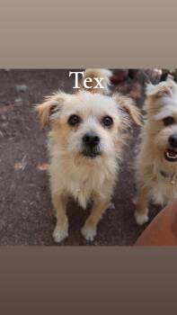 Rescue Wirehaired Terrier Dogs for Adoption in Leakey, Texas - Rex & Tex | PetCurious