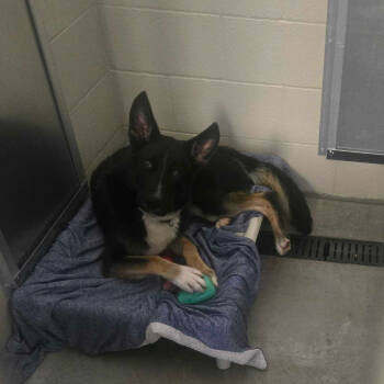 Rescue Shepherd Dogs for Adoption in Apache Junction, Arizona - Brayson | PetCurious