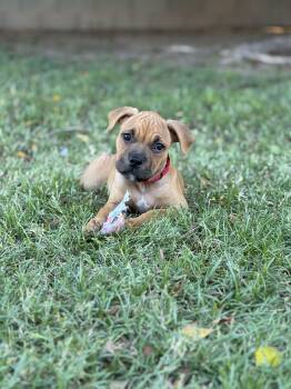 Rose -  American Staffordshire Terrier and Boxer Dog for Adoption in Chandler, Arizona - Rose | PetCurious