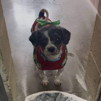 Rescue Shih Tzu Dogs for Adoption - Josie | PetCurious