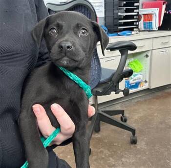 Mixed Breed Dogs Available for Adoption - FLYNN | PetCurious