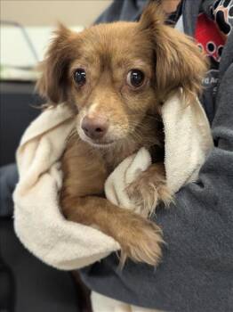 Rescue Chihuahua Dogs for Adoption in Hayward, California - MS. SHIRLEY | PetCurious