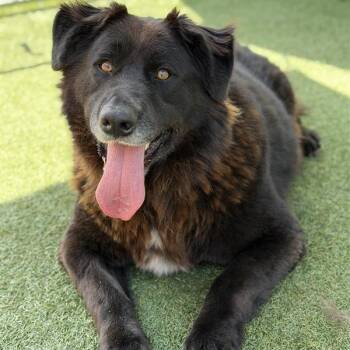 German Shepherd Dog Dogs Available for Adoption in Hawthorne, California - Bear | PetCurious