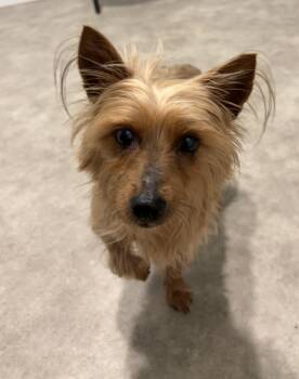 Yorkshire Terrier Dogs Available for Adoption in Grant, Nebraska - Polita | PetCurious