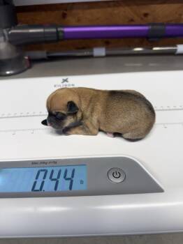 Chihuahua and Beagle Dogs Available for Adoption in Bolivar, Missouri - Skinny | PetCurious