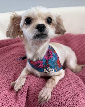 Betsy -  Shih Tzu Dog for Adoption in Lawrenceville, Georgia - Betsy | PetCurious