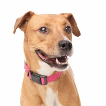 Rescue Coonhound and Boxer Dogs for Adoption in Springfield, Missouri - Rocket | PetCurious