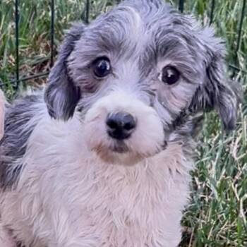 Guava -  Havanese Dog for Adoption in Cincinnati, Ohio - Guava | PetCurious