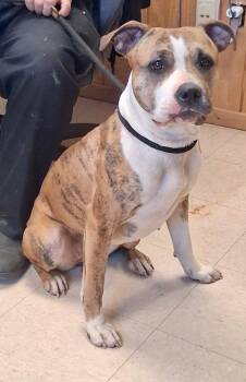 Lady -  Boxer and Pit Bull Terrier Dog for Adoption in Washington Court House, Ohio - Lady | PetCurious