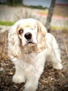 Legend -  Cocker Spaniel Dog for Adoption in Austin, Texas - Legend | PetCurious