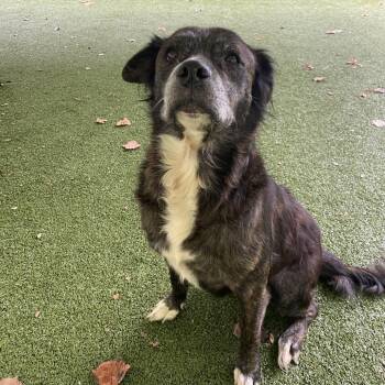 Zena -  Collie and Mixed Breed Dog for Adoption in Greensboro, North Carolina - Zena | PetCurious
