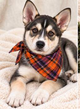 Mcfetch -  Husky and German Shepherd Dog Dog for Adoption in Evergreen, Colorado - Mcfetch | PetCurious