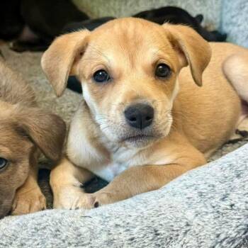 Jasmine -  American Staffordshire Terrier and Husky Dog for Adoption in East Peoria, Illinois - Jasmine | PetCurious