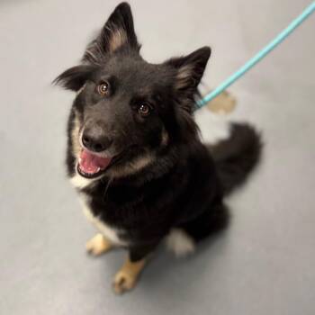 Vixie -  Mixed Breed Dog for Adoption in Sarasota, Florida - Vixie | PetCurious