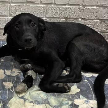 Burnus -  Black Labrador Retriever Dog Available for Adoption in Nantucket, Massachusetts - Burnus | PetCurious