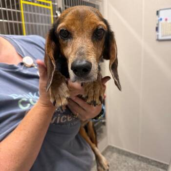 Shalom -  Beagle Dog for Adoption in Morganton, North Carolina - Shalom | PetCurious