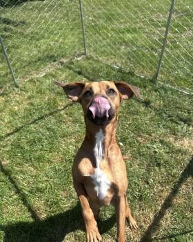 Coonhound Dogs Available for Adoption in Chuckey, Tennessee - Sophia | PetCurious