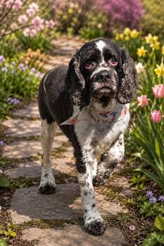 Cocker Spaniel Dogs Available for Adoption - Finlee | PetCurious