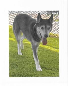 Tennis -  American Staffordshire Terrier and Siberian Husky Dog for Adoption in Trenton, New Jersey - Tennis | PetCurious