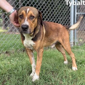 Tybalt -  Shepherd Dog for Adoption in Little Rock, Arkansas - Tybalt | PetCurious