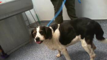 BERT -  Beagle Dog for Adoption in Charlotte, North Carolina - BERT | PetCurious