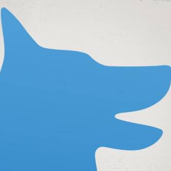 Rescue Siberian Husky Dogs for Adoption in Clovis, California - Kenai | PetCurious